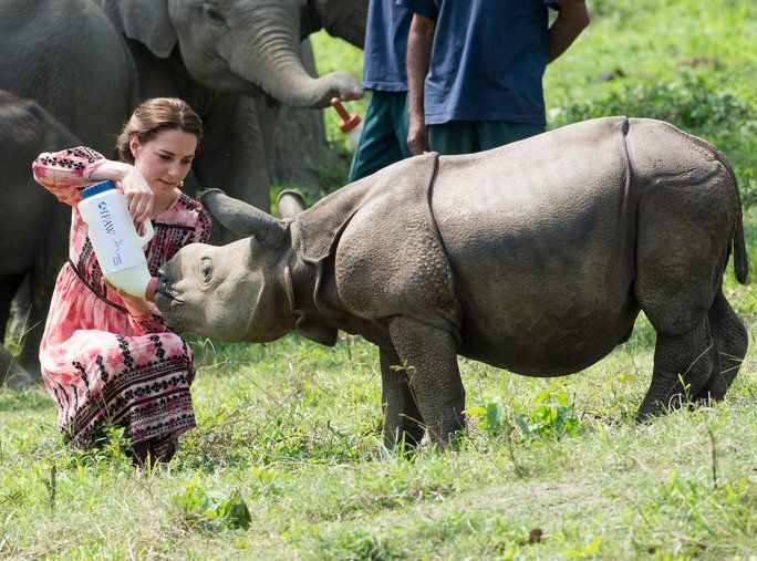 למעלה close with a baby rhino 