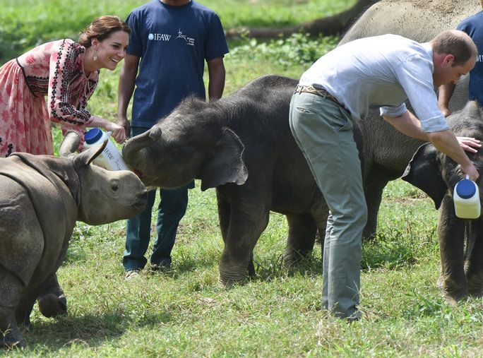 האכלה baby rhinos and elephants 