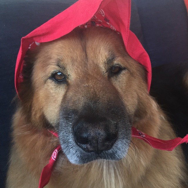 언제 Chunk pretended to be Little Red Riding Hood. 