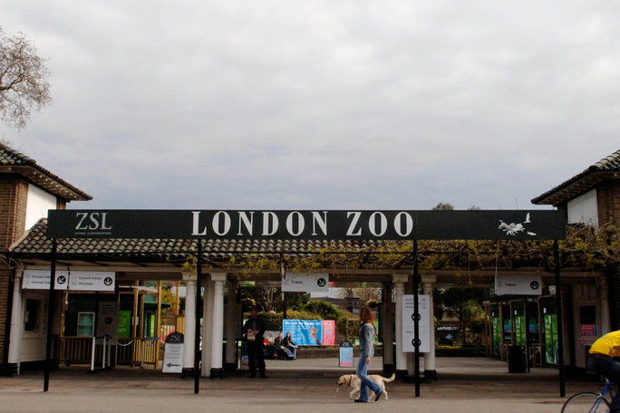 그만큼 London Zoo 