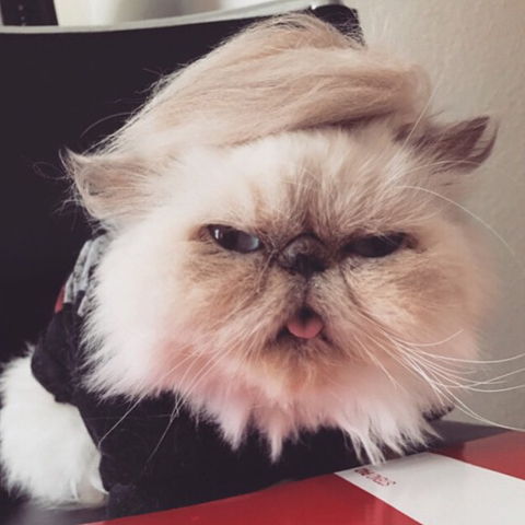 @official_shelby on @trumpyourcat