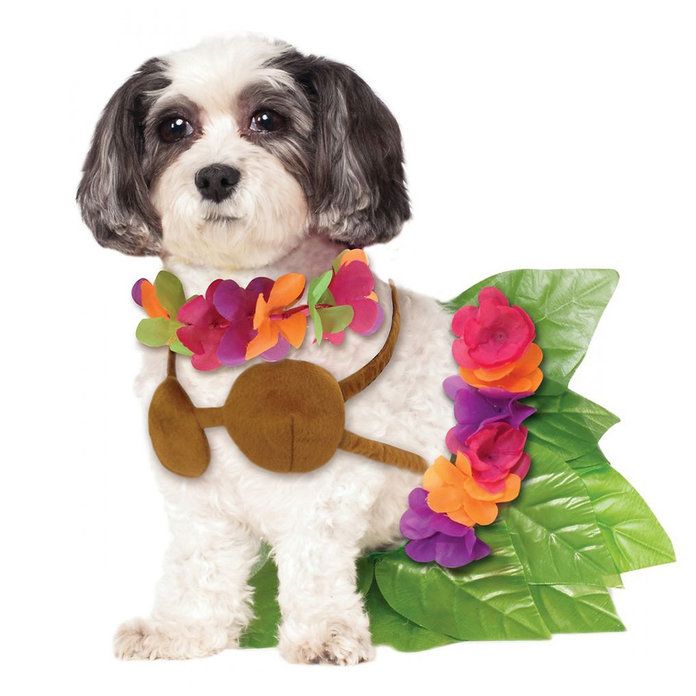 フラ Girl dog Halloween costume