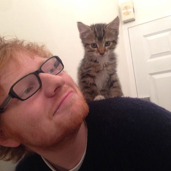 אד Sheeran cat