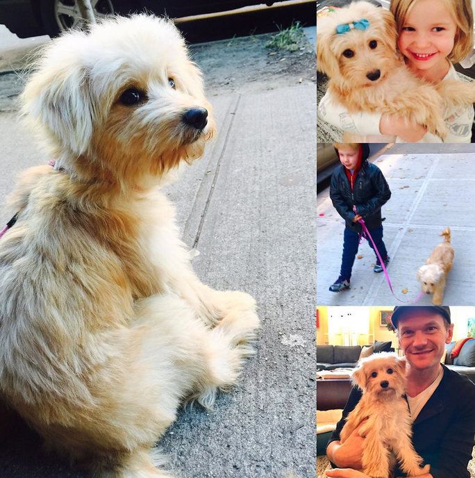 ה Burtka-Harris Clan Adopts a Puppy 